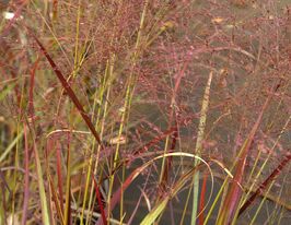 Просо прутовидне Воріор (Panicum virgatum Warrior)купити