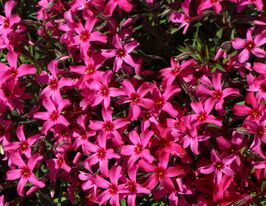 Флокс шиловидний Атропурпуреа (Phlox Atropurpurea)купити