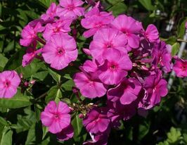 Флокс Віннету (Phlox Winnetoe)купити