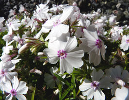 Флокс шиловидный Эмейзинг Грейс (Phlox Amazinq Grace) купить