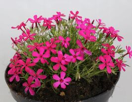 Флокс шиловидний Оксенблуд (Phlox Ochsenblut)купити