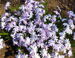 Флокс шиловидний Емералд Кушн Блу (Phlox Cushion Blue)купити