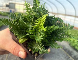 Щитовник Кріспа Конгеста (Dryopteris affinis Crispa Congesta)купити
