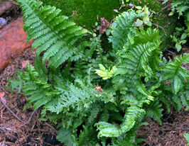 Щитовник чоловічий Кріспа Крістата (Dryopteris f.-m. Crispa Cristata)купити