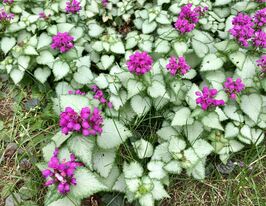 Яснотка Пінк Пеутер (Lamium Pink Pewter)купити