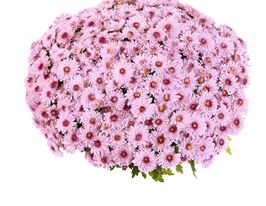 Хризантема Подіум Пінк Біколор ( Podium Pink Bicolor)купити