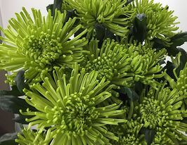 Хризантема Анастасія Грін (Anastasia Green)купити