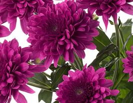 Хризантема Барка Пурпл (Barca Purple) купити