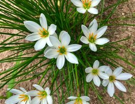 Зефірантес Кандіда (Candida) в горщикукупити