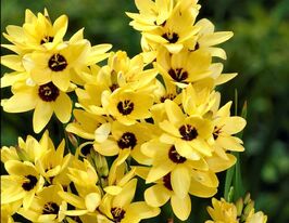 Иксия Еллоу эмперор (Yellow emperor) купить