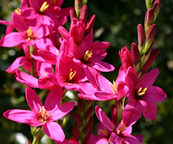 Иксия Мейбл Mabel в горшке купить