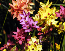 Иксия смесь в горшке купить