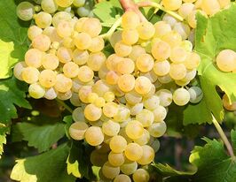 Виноград Мускат Оттонелькупити