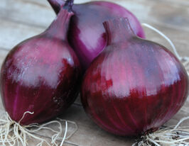 Лук озимый Электрик 1 кг купить