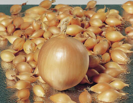 Лук Трой 1 кг купить