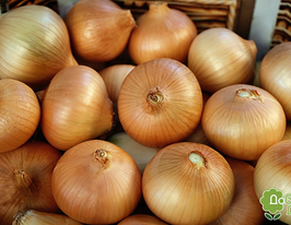 Лук озимый Ялиско 1 кг купить