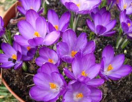 Крокус ботанический Уайтвелл Перпл (Whitewell Purple) купить