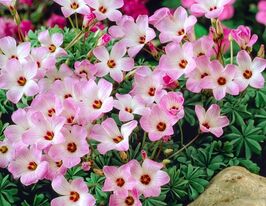 Оксаліс Аденофіла (Adenophylla)купити