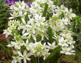 Орнітогалум Олігофілюм (Oligophyllum)купити