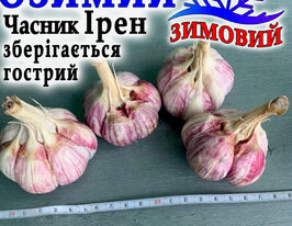 Часник Іренкупити