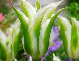 Тюльпан зеленоцветный Грин Стар (Green Star) купить
