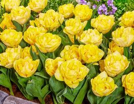 Тюльпан махровый Сикрет Парфюм (Secret Perfume) купить