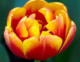 Тюльпан махровый Шелл (Shell) купить