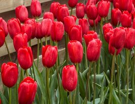 Тюльпан простой поздний Скай Хай Скарлет (Sky High Scarlet) купить