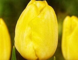 Тюльпан простой поздний Йеллоу Ангел (Yellow Angel) купить