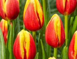 Тюльпан триумф Денмарк (Denmark) купить