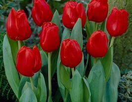 Тюльпан триумф Эскейп (Escape) купить