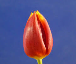 Тюльпан триумф Флайн Драгон (Flying Dragon) купить