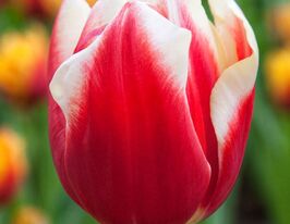 Тюльпан триумф Лин Ван Дер Марк (Leen van der Mark) купить