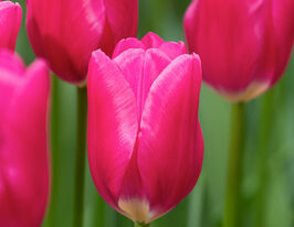 Тюльпан триумф Пинк Ардур (Pink Ardour) купить