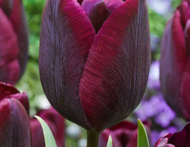 Тюльпан триумф Роналдо (Ronaldo) купить