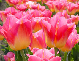 Тюльпан триумф Том Паус (Tom Pouce) купить