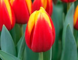 Тюльпан триумф Веранди (Verandi) купить