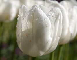 Тюльпан триумф Уайт Династи (White Dynasty) купить