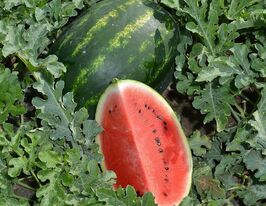 Арбуз Леджио F1 купить