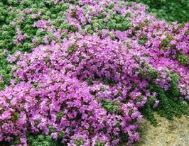 Чебрець ранній помилковопухнастий (thymus pseudolanuginosus)купити