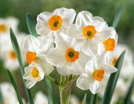 Нарцис багатоквітковий Гераніум (Geranium)купити