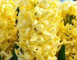 Гиацинт Йеллоу Стоун (Yellow Stone) купить