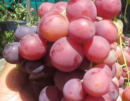 Виноград Бадьорийкупити