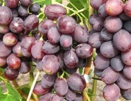 Виноград Бадьорийкупити
