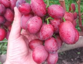 Виноград Велюркупити