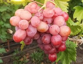 Виноград Втіленнякупити