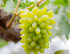Виноград Голд Фінгеркупити