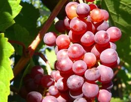 Виноград Дніпровський рожевийкупити