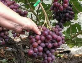 Виноград Эффект купить