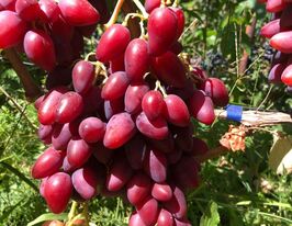 Виноград Казановакупити